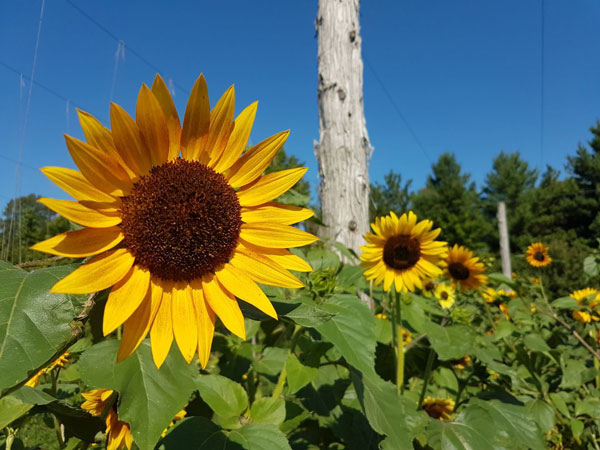 Sunflowers in The Garden